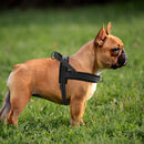 No Pull Dog Harness — Soft, Secure & Reflective Comfort for Every Walk