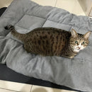 Cosy Nylon Pet Bed – Comfortable & Durable