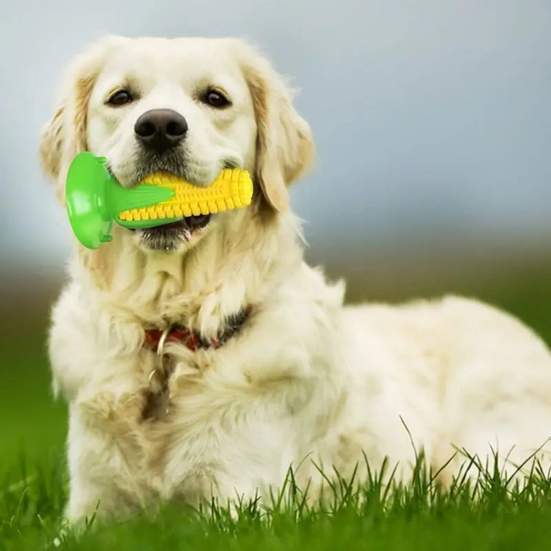 Squeaky Teething Toy for Aggressive Chewers
