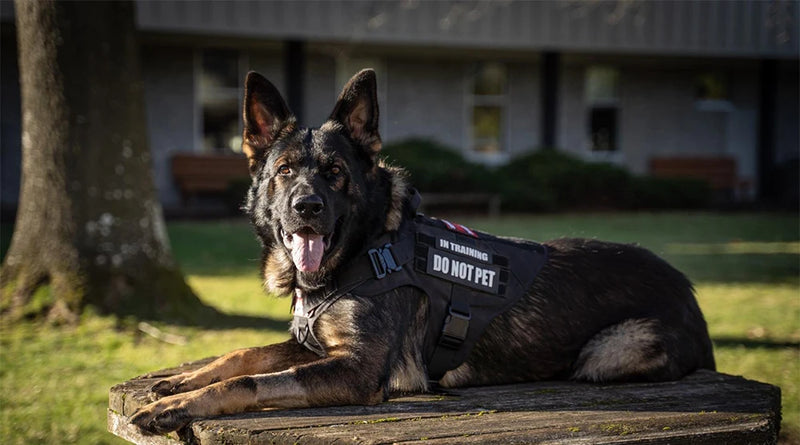 Tactical Harness Set includes a padded vest, leash and Molle pouches — perfect for training, walking and working dogs.