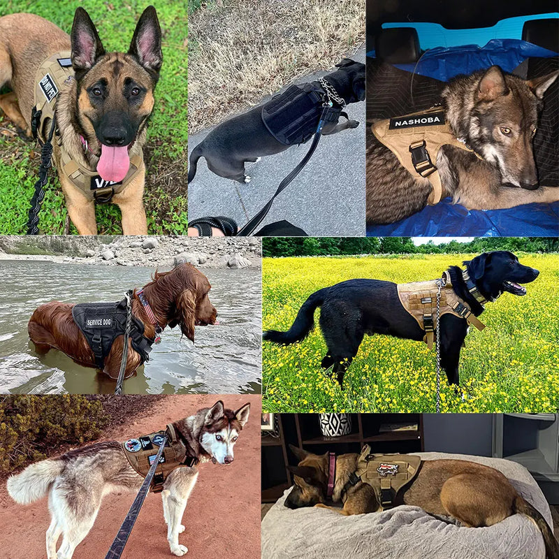 Tactical Harness Set includes a padded vest, leash and Molle pouches — perfect for training, walking and working dogs.
